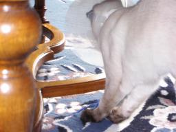 more kittens